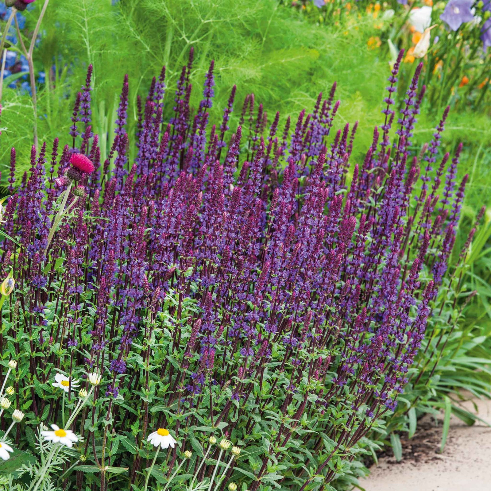 Salvia Nemorosa 'caradonna' Hardy Perennial | 3 x Jumbo Plugs | Multi