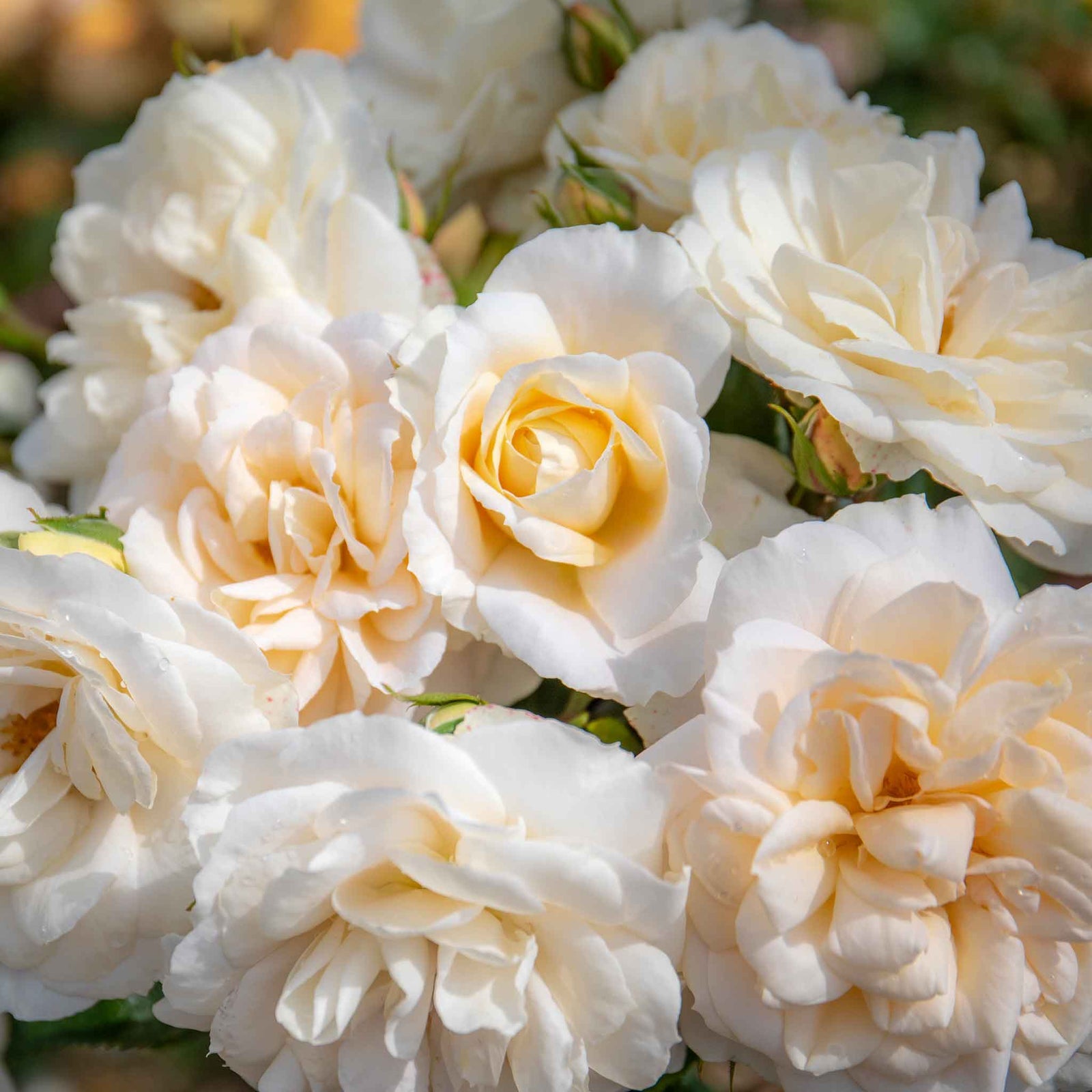 Rose 'champagne Moment' Floribunda – Rhs Agm, Rose Of The Year 2006 | 1 x Bare Root | White