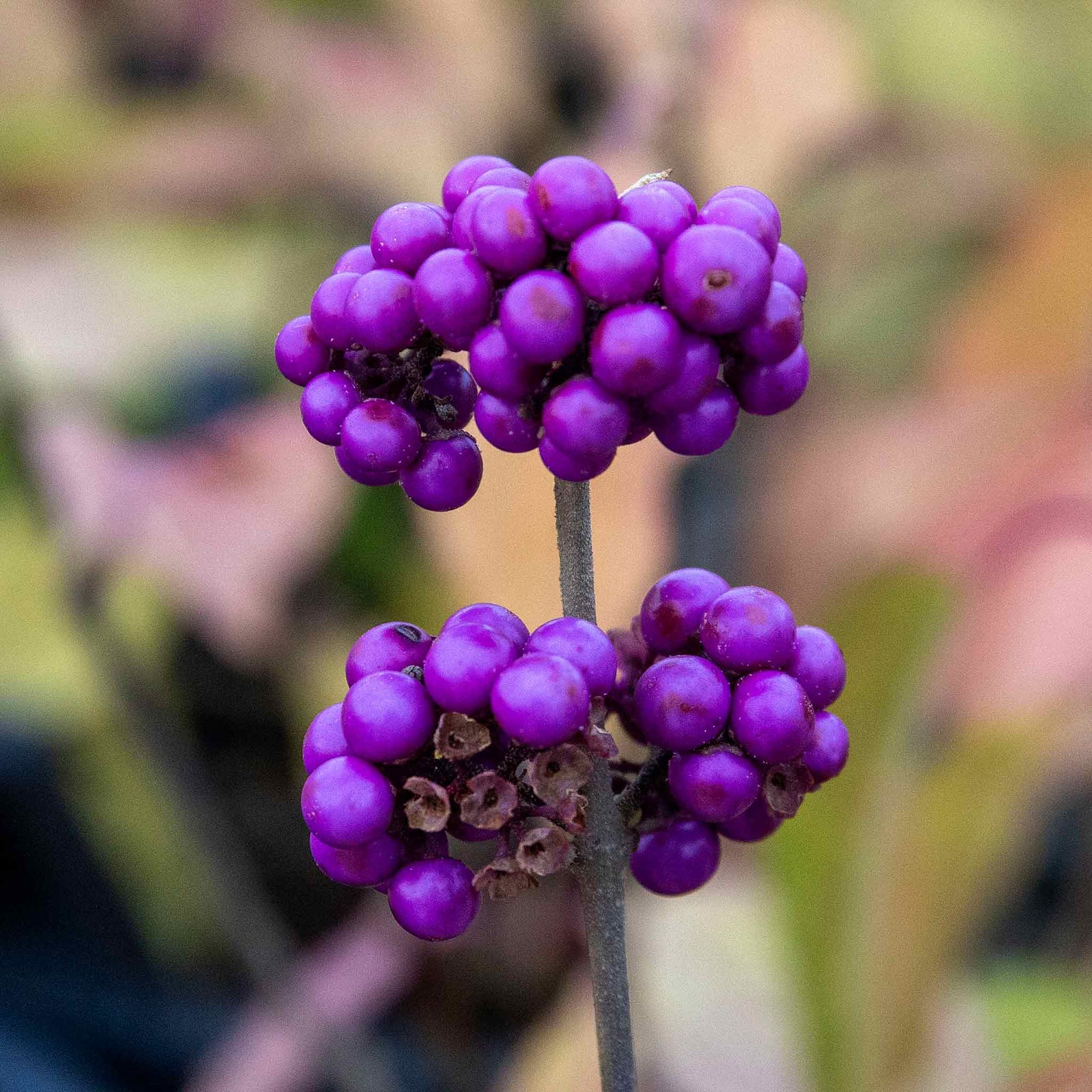 Callicarpa Bodinieri 'profusion' Purple-berried Shrub | 1 x 9cm | Purple
