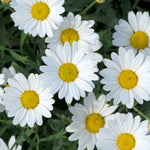 Argyranthemum 'everest' Marguerite Daisy Plant 40-60 Cm | 12 x Plug Plants