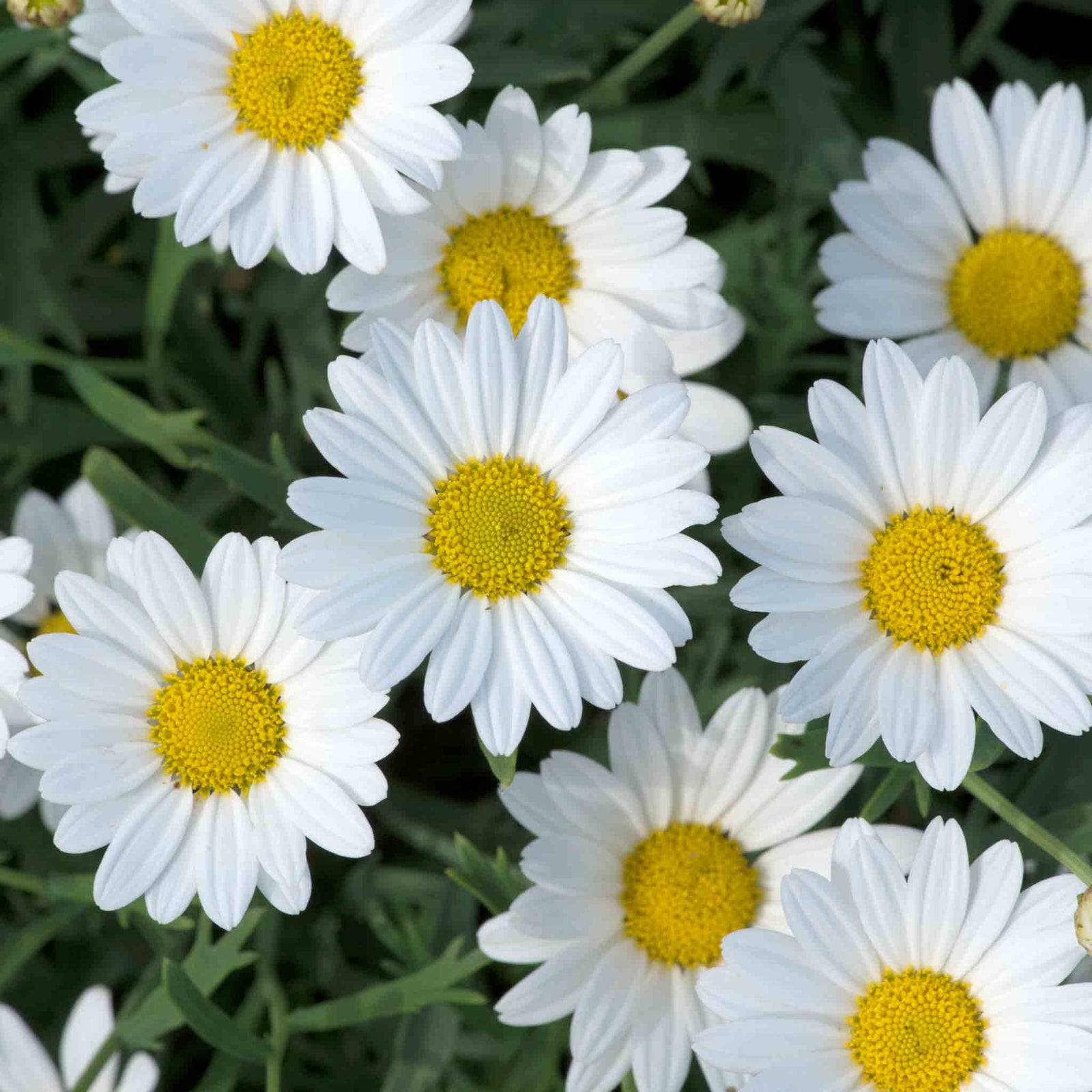 Argyranthemum 'everest' Marguerite Daisy Plant 40-60 Cm | 12 x Plug Plants