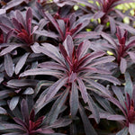 Euphorbia 'miners Merlot' Drought-tolerant Perennial 9cm | Set of 1 | Burgundy