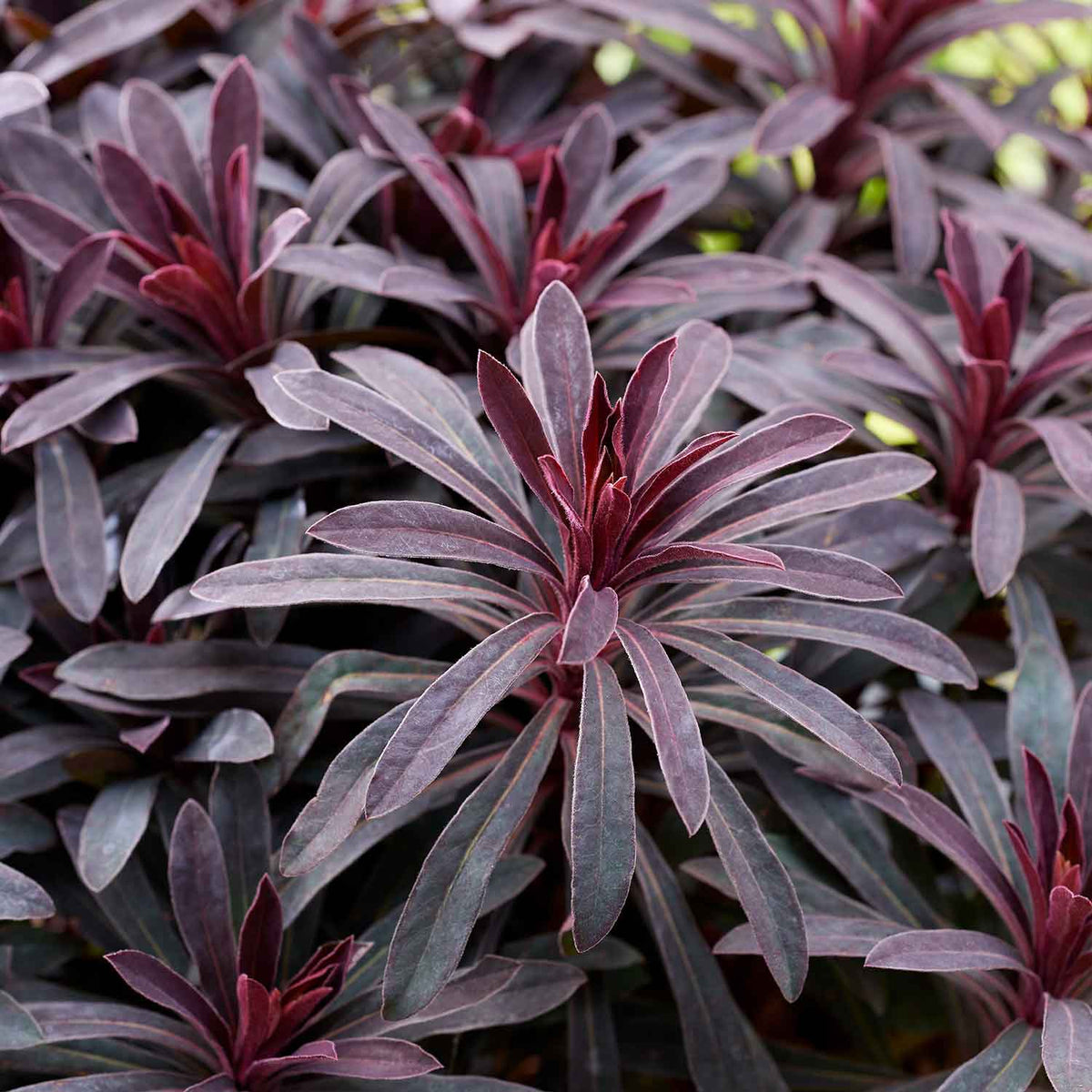Euphorbia 'miners Merlot' Drought-tolerant Perennial 9cm | Set of 1 | Burgundy