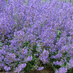 Nepeta 'junior Walker' - Compact Mauve-blue Perennial Jumbo Plug Plants | Set-of-6 | Multi