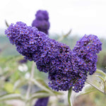 Buddleja Davidii 'adonis Blue' Shrub | 1 x 3L | Purple