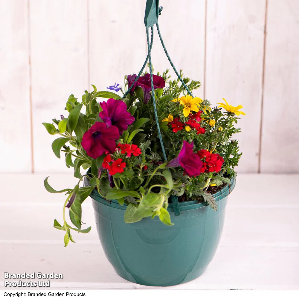 Thompson & Morgan Mixed Bedding Preplanted Hanging Basket 8in (20cm) X 1