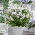 Syringa 'flowerfesta White' Dwarf Lilac | 1 x 3L | White