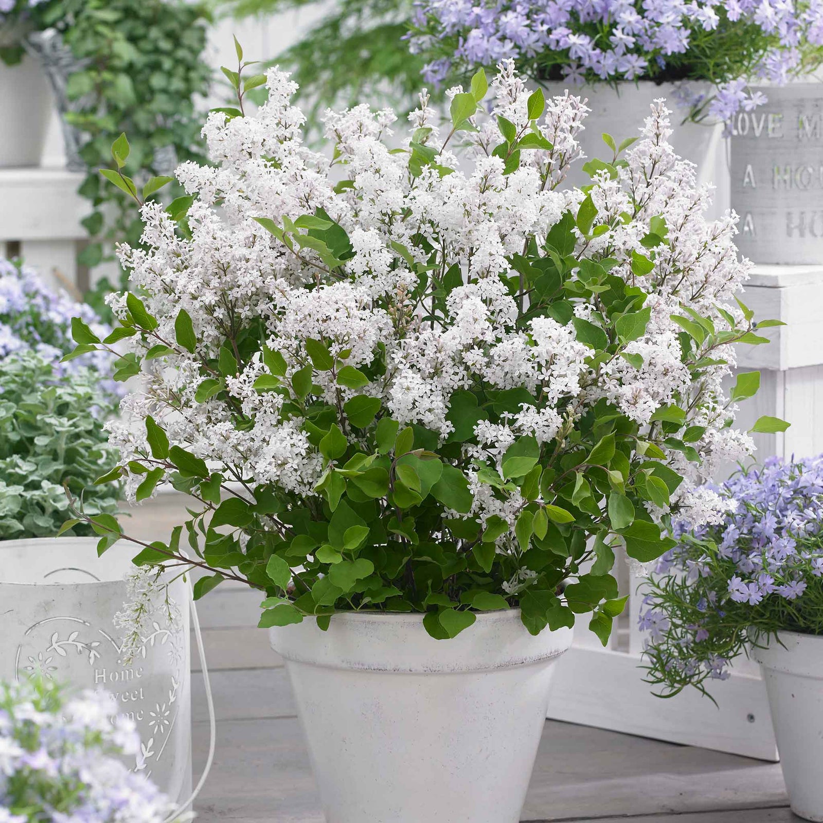 Syringa 'flowerfesta White' Dwarf Lilac | 1 x 3L | White