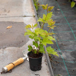 Viburnum Opulus 'roseum' (snowball Viburnum) 400 Cm | 1 x 3L | White