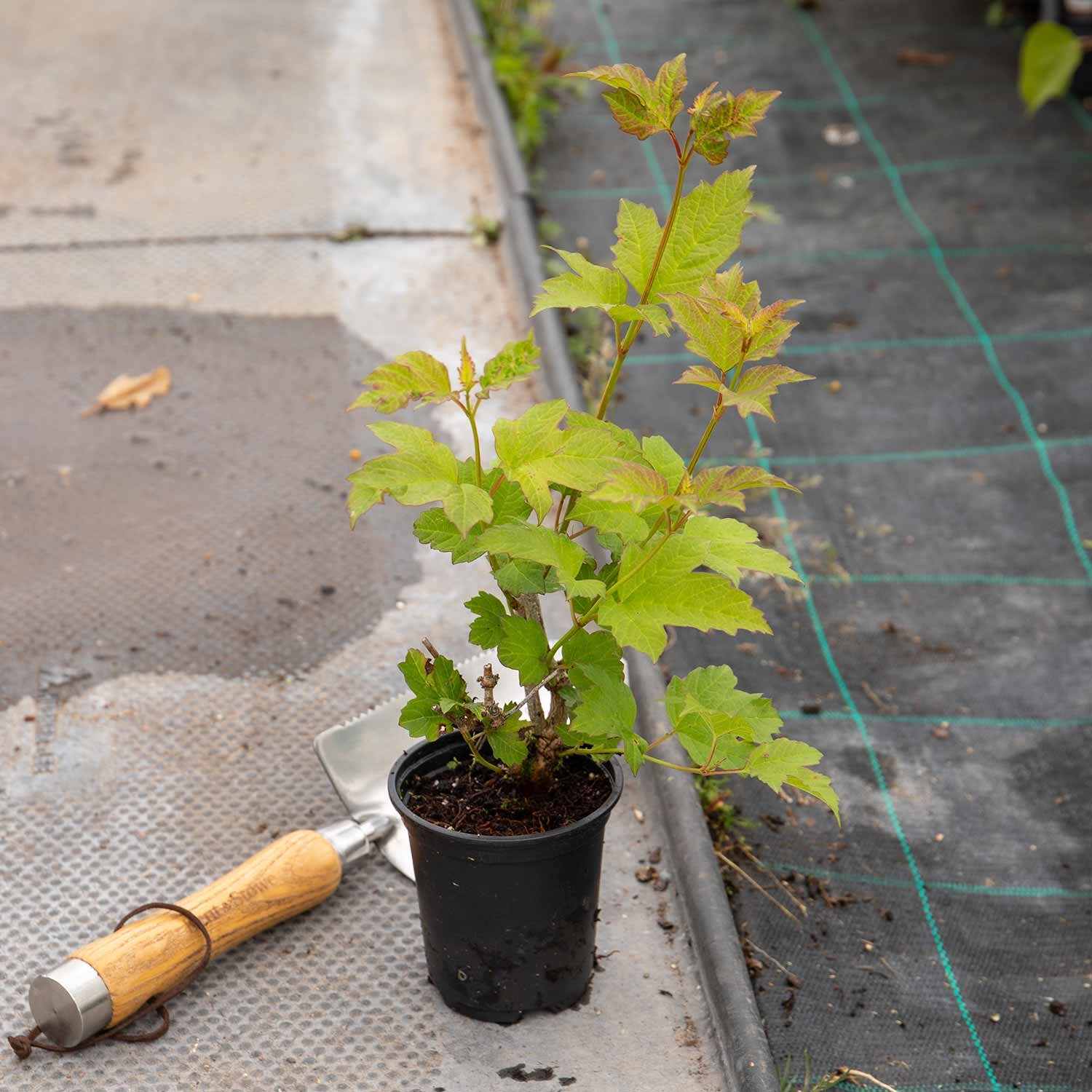 Viburnum Opulus 'roseum' (snowball Viburnum) 400 Cm | 1 x 7.5L | White