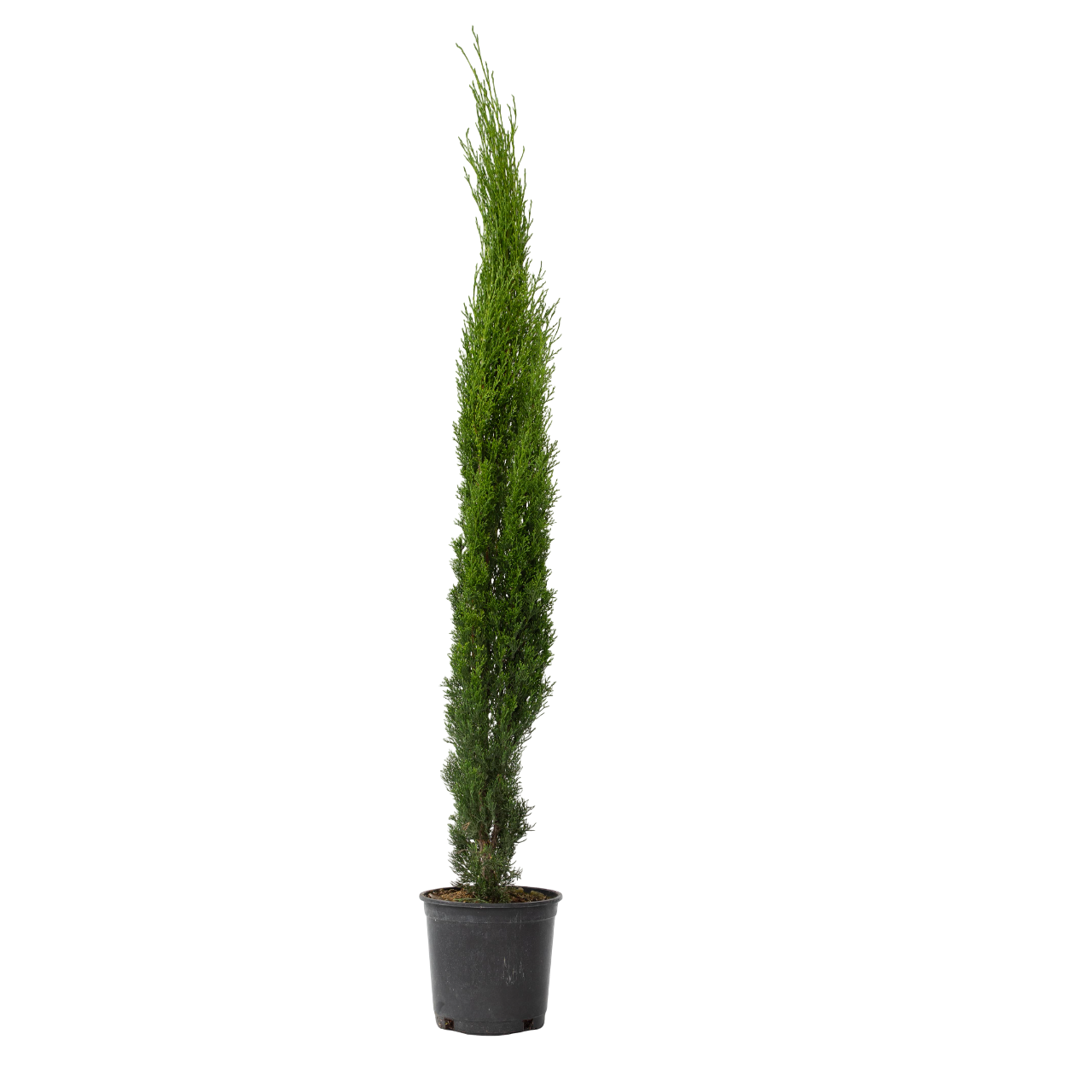 Italian Cypress - Cupressus Sempervirens - Height 70-80cm - ⌀19cm | Set-of-1 | Green
