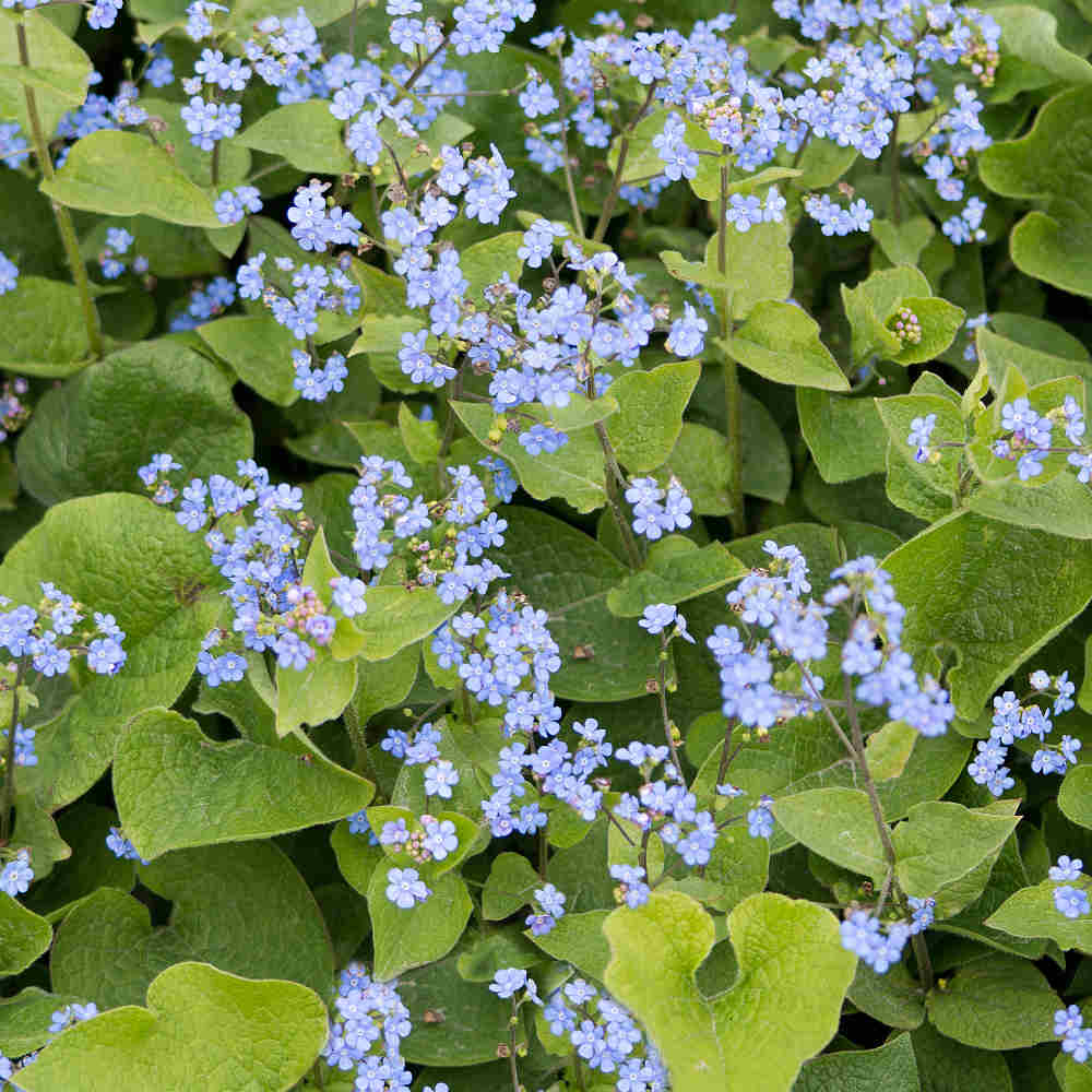 Myosotis Scorpiodes Semperflorens - Long Flowering Pond Margin Forget-me-not In A 9cm Pot