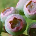 Direct Plants Blueberry Vaccinium Corymbosum Pink Berry Bush Fruit Plant Large Supplied In A 2 Litre Pot