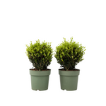 Japanese Holly - Ilex Crenata 'Jenny' - Height 30-40cm - ⌀17cm | Set of 2 | Green