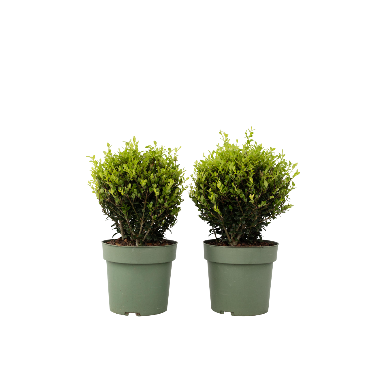 Japanese Holly - Ilex Crenata 'Jenny' - Height 30-40cm - ⌀17cm | Set of 2 | Green