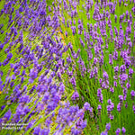 Thompson & Morgan Lavender Lavandula Angustifolia Duo 144 Plug Plants Hidcote; Munstead