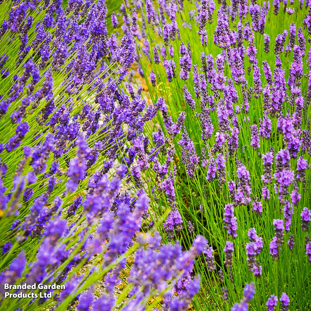 Thompson & Morgan Lavender Lavandula Angustifolia Duo 144 Plug Plants Hidcote; Munstead