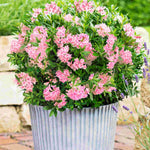 Rhododendron Bloombux Magenta - A Flowering Alternative To Common Box - 10.5cm Pot | Set of 3 | Pink