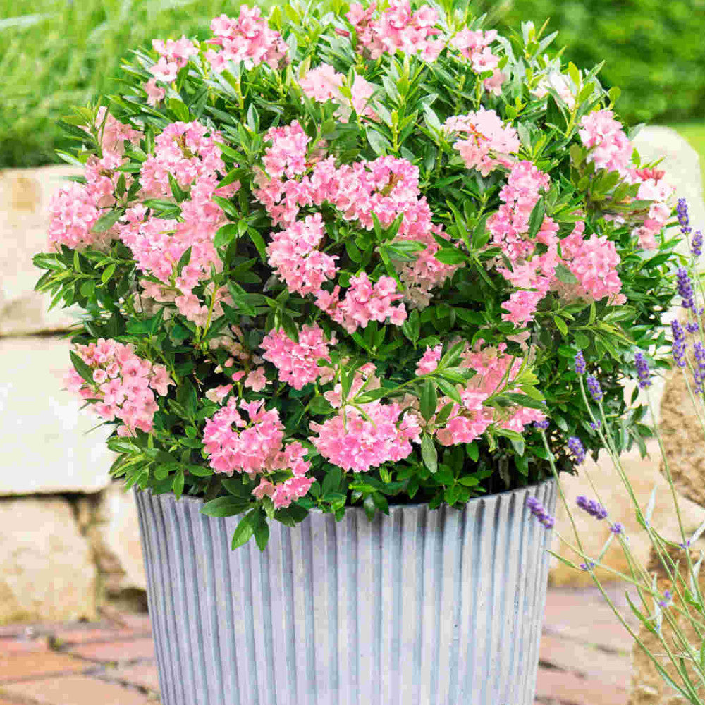 Rhododendron Bloombux Magenta - A Flowering Alternative To Common Box - 10.5cm Pot | Set of 3 | Pink