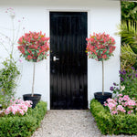Photinia Standard Red Robin 3 Litre Pots | Set of 2 | Red