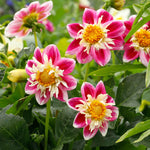 Dahlia Fashion Monger Tuber | 1 x Bulb | Pink & White