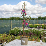 Fuchsia Standard 'winston Churchill' | 1 x 3L | Purple