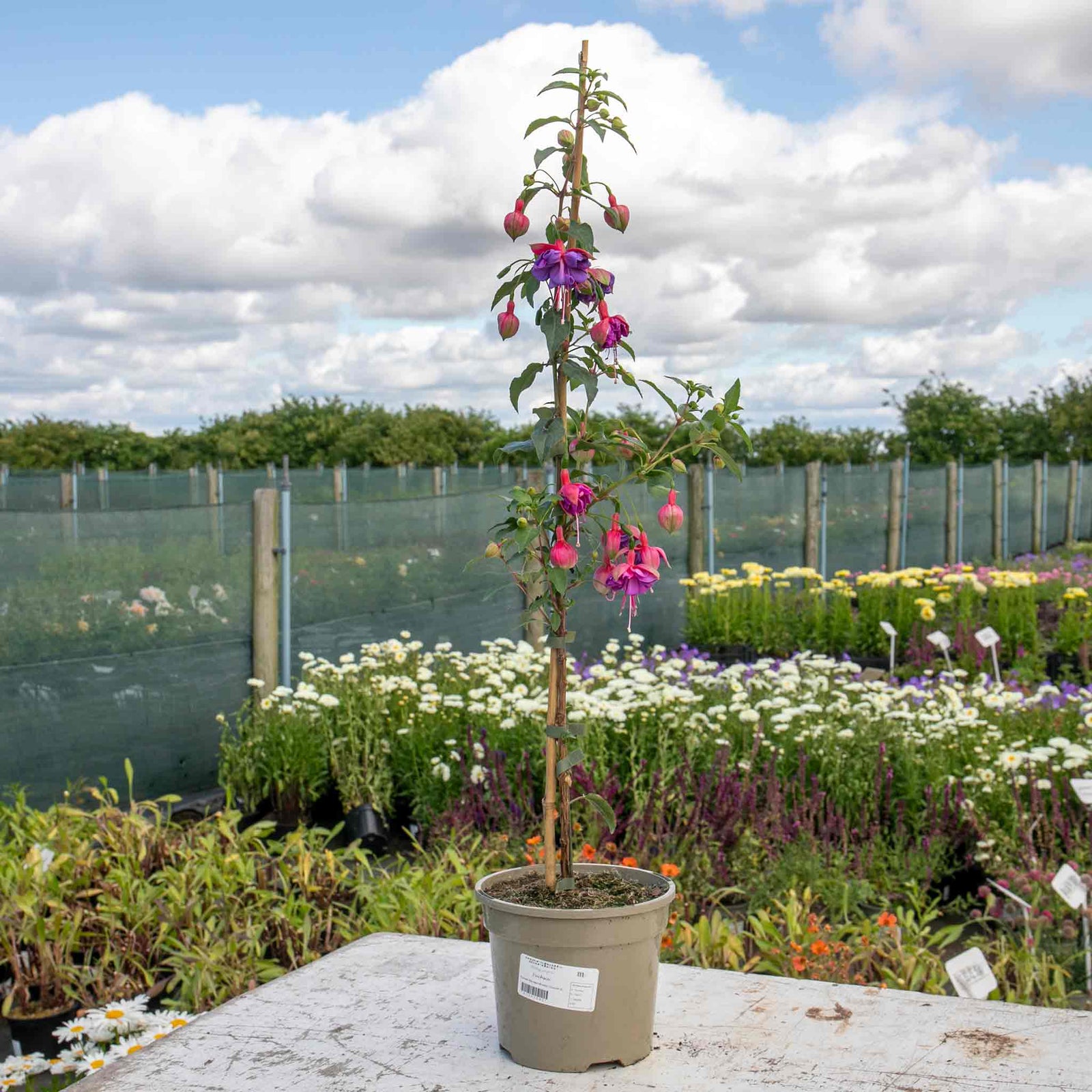 Fuchsia Standard 'winston Churchill' | 1 x 3L | Purple