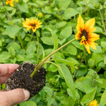 Sunflower 'sunbelievable Brown Eyed Girl' Compact Seedless Patio Variety Plug Plant | Set of 1 | Yellow