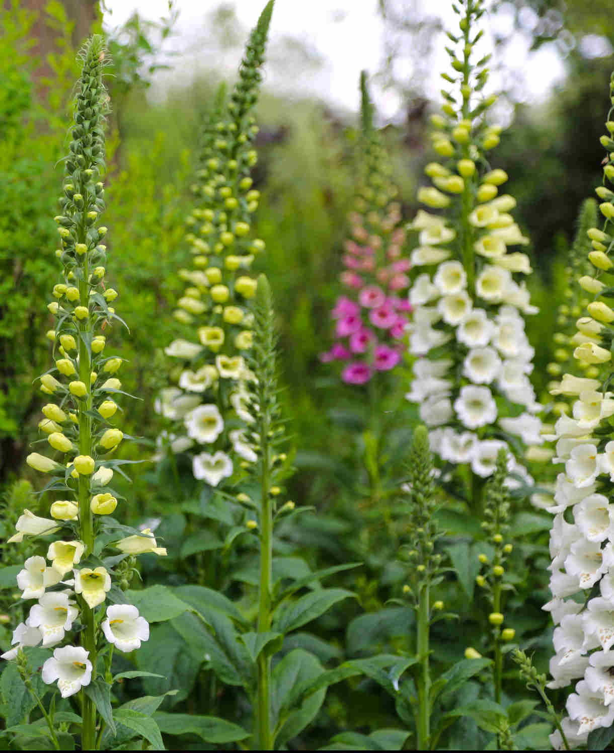 Distinguished Digitalis Collection - Plug Plants | 12 x Plug Plants | Mixed