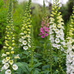Distinguished Digitalis Collection | 24 x Plug Plants | Mixed