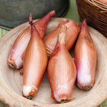 Zebrune Heritage Shallot Seeds | 75 Seeds
