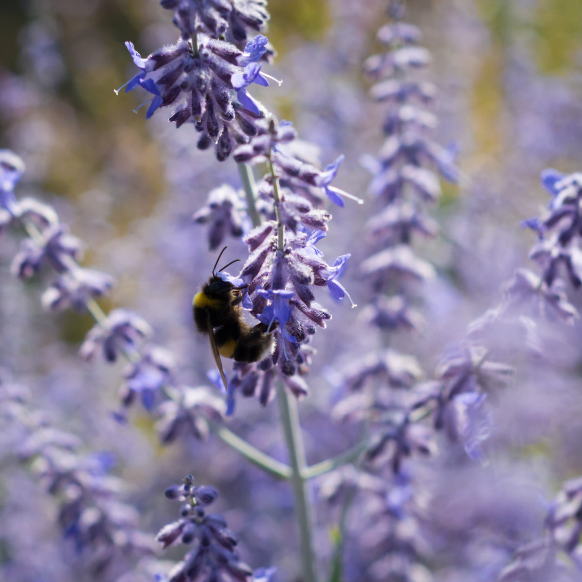 Hayloft Perovskia 'Blue Spire' -  9cm Pot