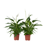 Peace Lilly - 2 Pcs. - Spathiphyllum 'lima' - Height 60-75cm - ⌀17cm | Set of 2 | White