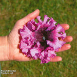 Petunia Superbissima Triumph Mix - Largest Petunia Blooms Garden Ready Plants | 24 x Garden Ready Plants