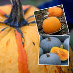 Pumpkin Plant 'halloween Collection' - 3 Rare Varieties For Roasting, Carving And Display | 6 x Jumbo Plugs | Orange