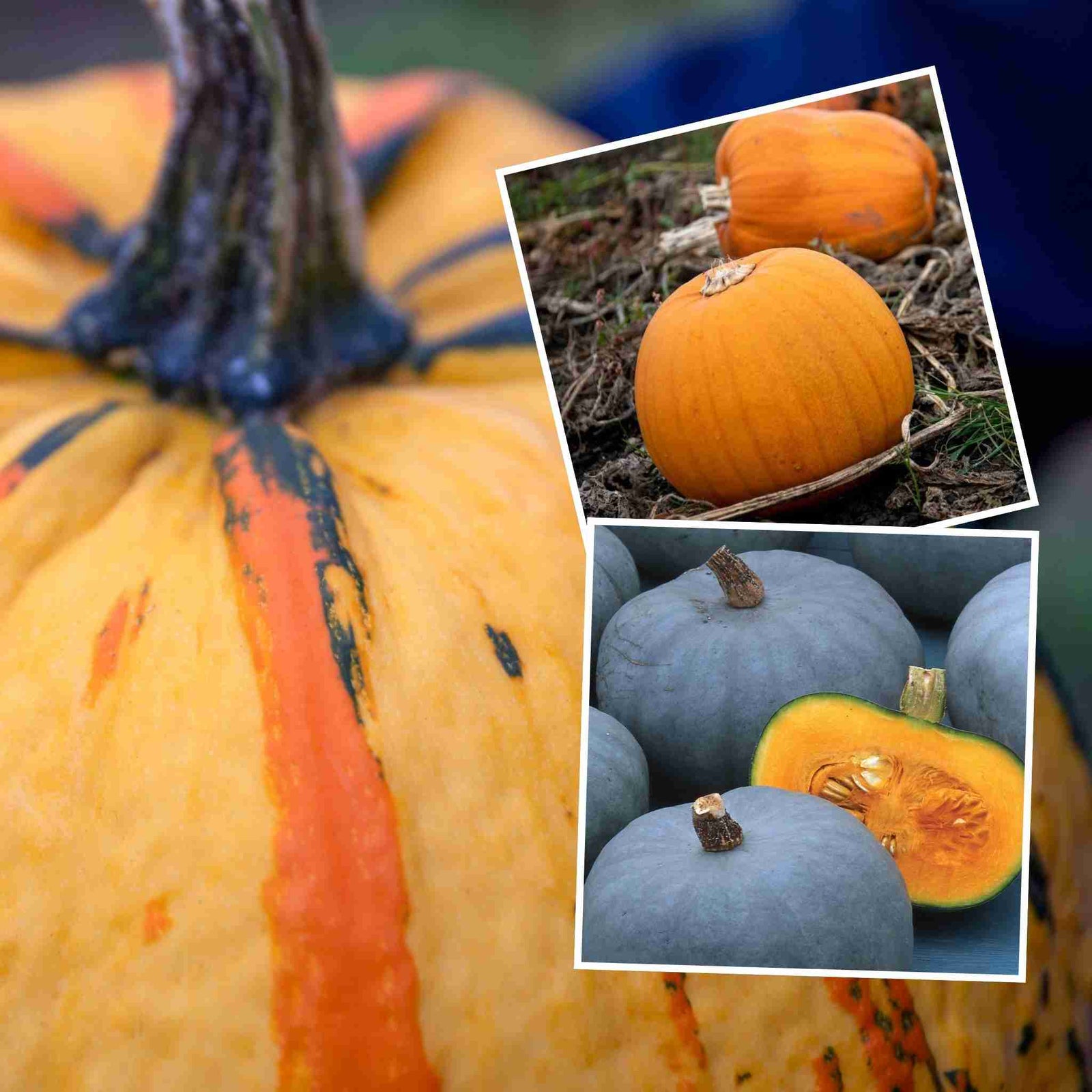 Pumpkin Plant 'halloween Collection' - 3 Rare Varieties For Roasting, Carving And Display | 6 x Jumbo Plugs | Orange