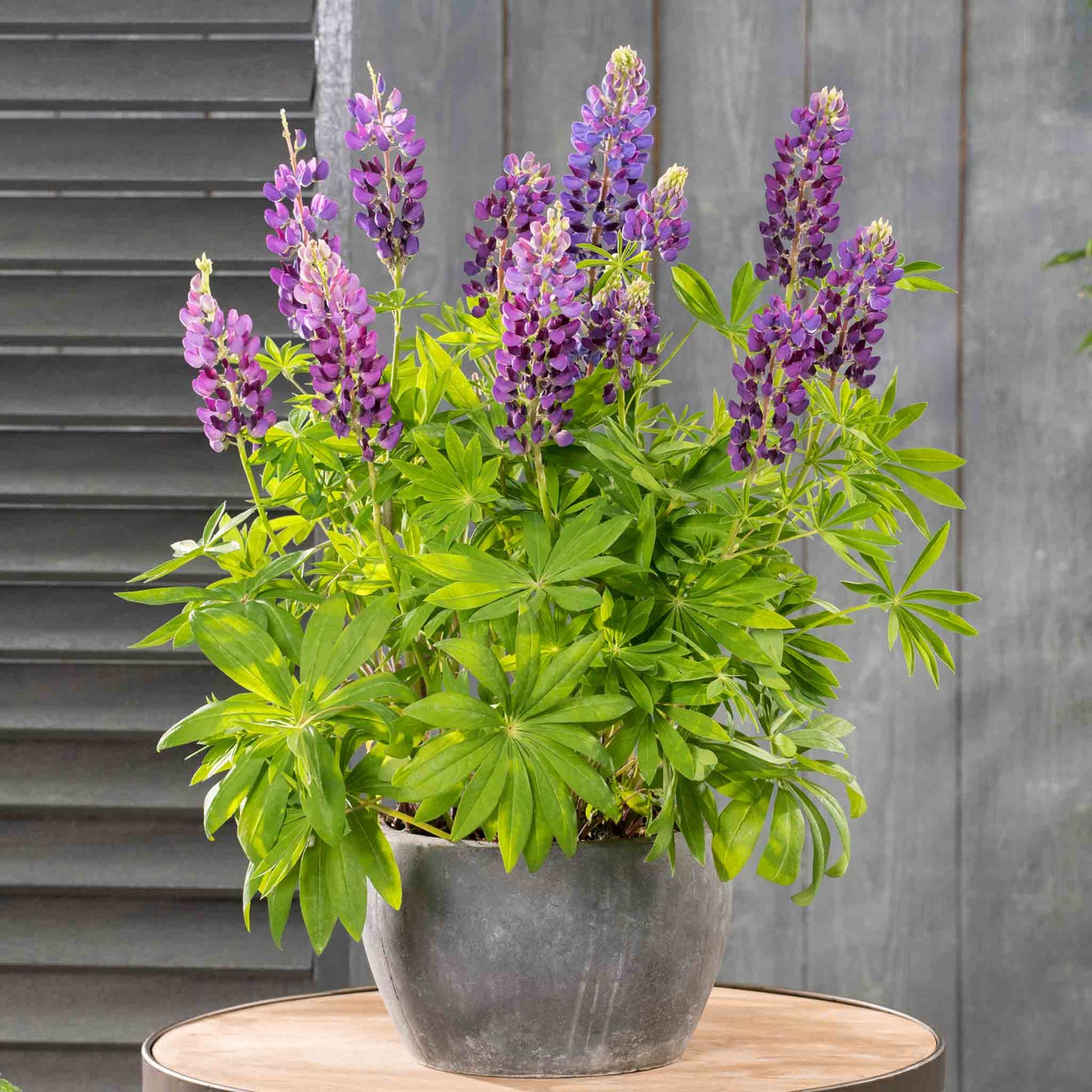 Lupin 'legendary Blue Shades' - Blue & Violet Perennial Spires | 1 x 9cm | Violet