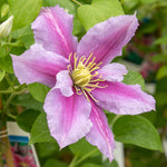 Clematis 'pilu' - Mauve Double Flowers, Container-friendly | 1 x 2L | Green & Pink