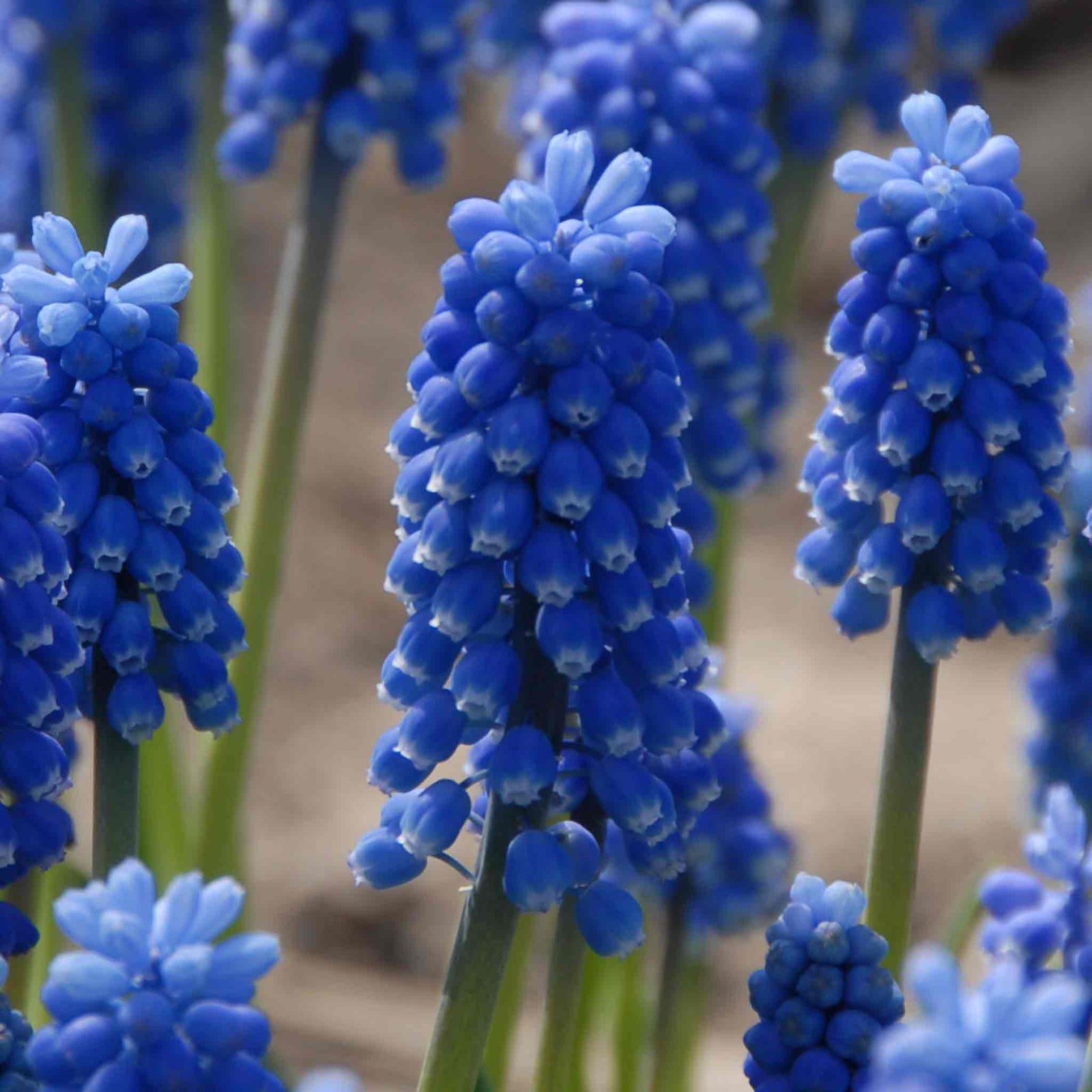 Muscari 'blue Magic' | 20 x Bulbs | Blue