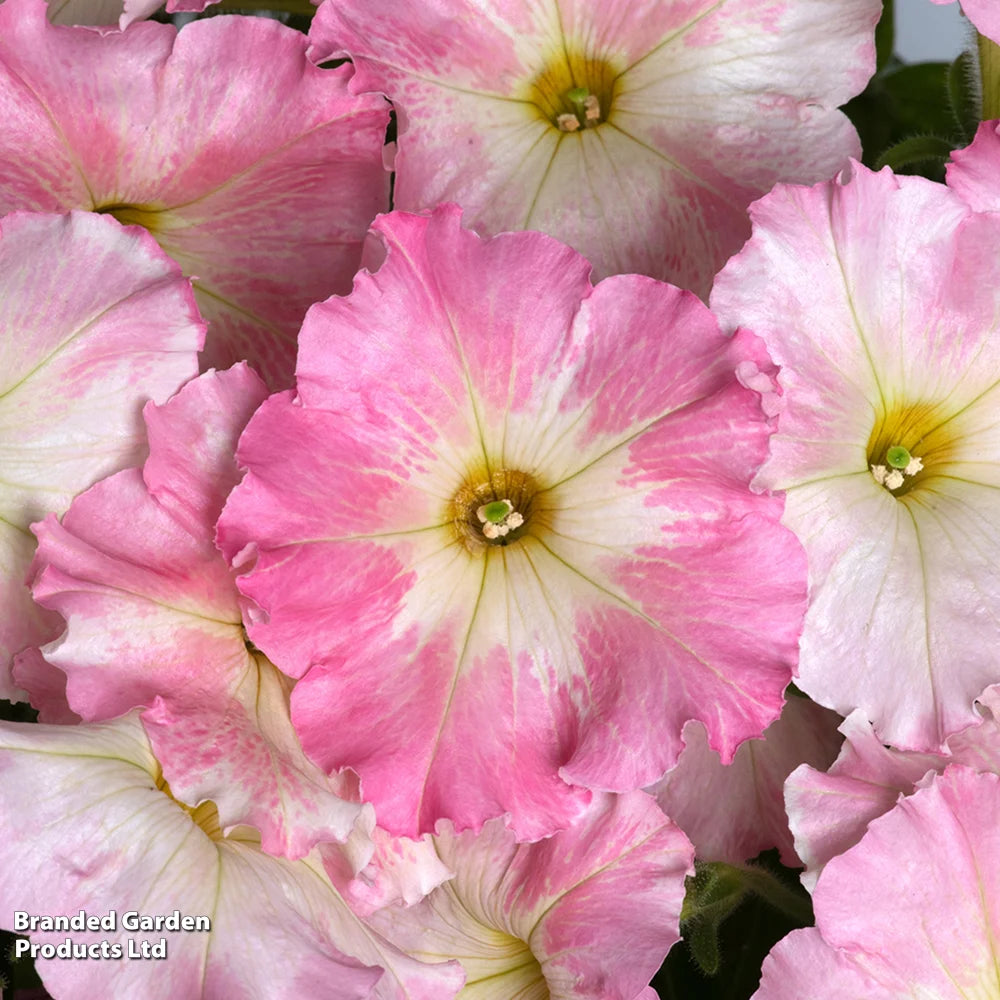 Petunia Vintage Pastel Pink Alenka F1 Garden Ready Plants For Baskets & Containers | 12 x Garden Ready Plants