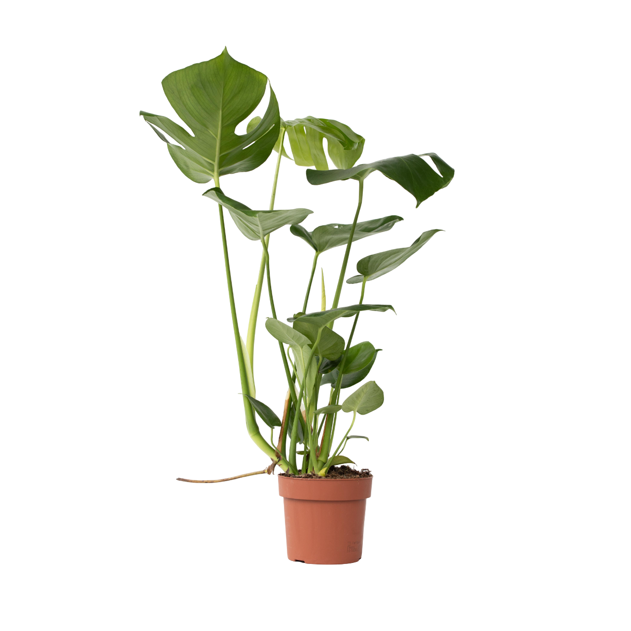 Swiss Cheese Plant - Monstera Deliciosa - Height 50-60cm - ⌀17cm | Set of 1 | Green