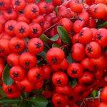 Pyracantha Red Column Evergreen Shrub Plant 5-6ft Extra Large Supplied In A 5 Litre Pot