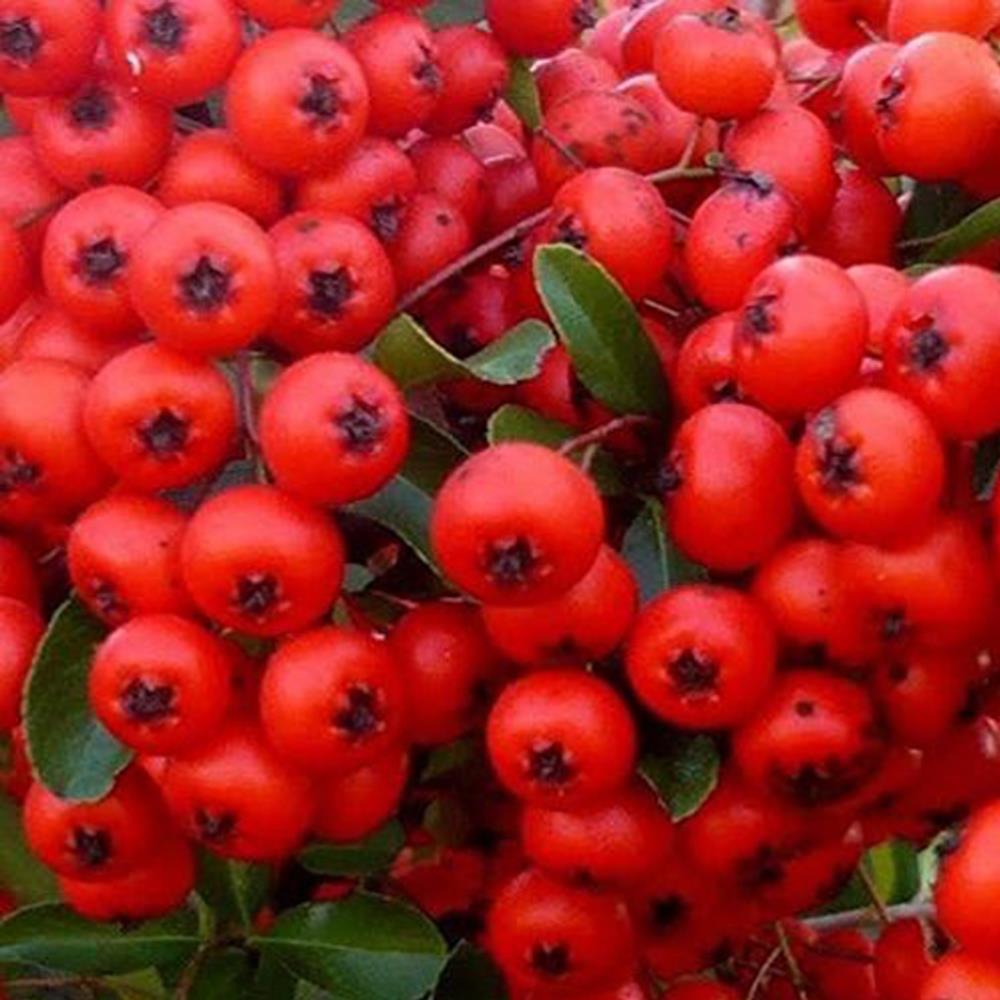 Pyracantha Red Column Evergreen Shrub Plant 5-6ft Extra Large Supplied In A 5 Litre Pot