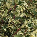 Direct Plants Ilex Aquifolium Ferox Argentea Hedgehog Holly Plant 2-3ft Supplied In A 3 Litre Pot