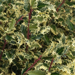 Ilex Aquifolium Ferox Argentea Hedgehog Holly Plant 2-3ft Supplied In A 3 Litre Pot
