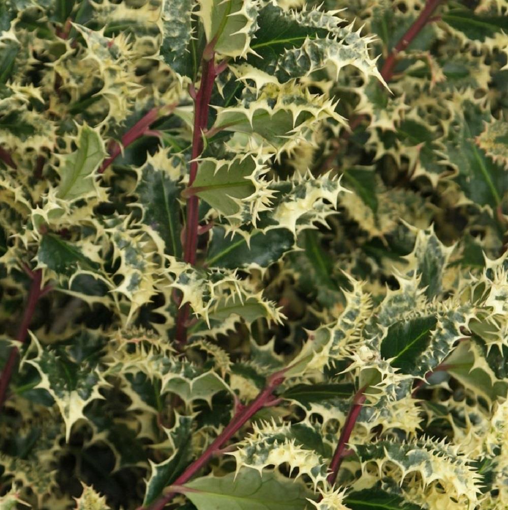 Ilex Aquifolium Ferox Argentea Hedgehog Holly Plant 2-3ft Supplied In A 3 Litre Pot