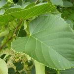 Tilia Platyphyllos Aurea Tree 6ft Tall Supplied In A 12 Litre Pot