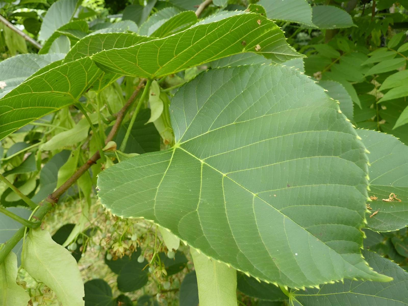 Tilia Platyphyllos Aurea Tree 6ft Tall Supplied In A 12 Litre Pot