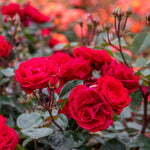 Rose 'precious Ruby' (floribunda Rose) | 1 x Bare Root | Red