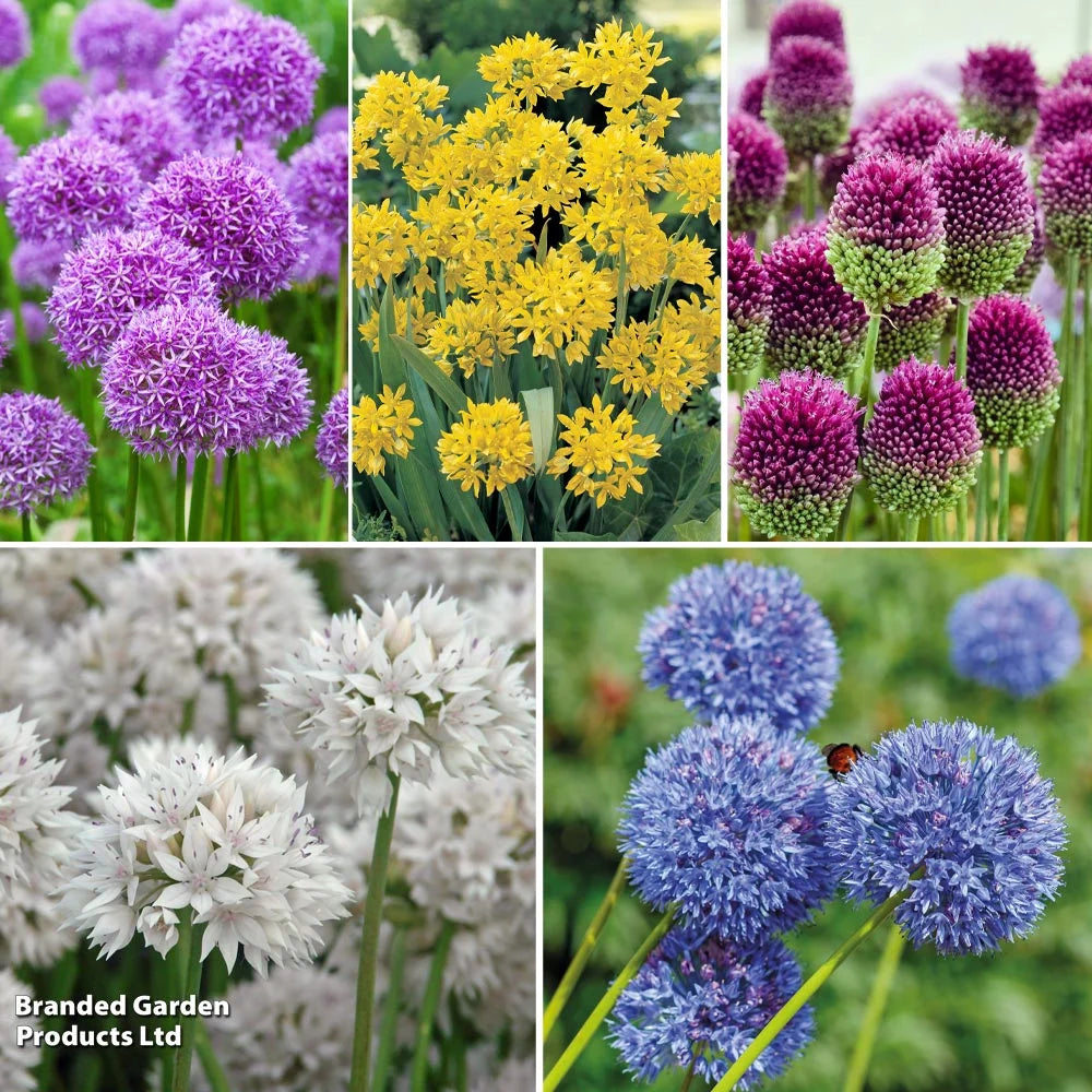 Allium World Collection | 200 x Bulbs